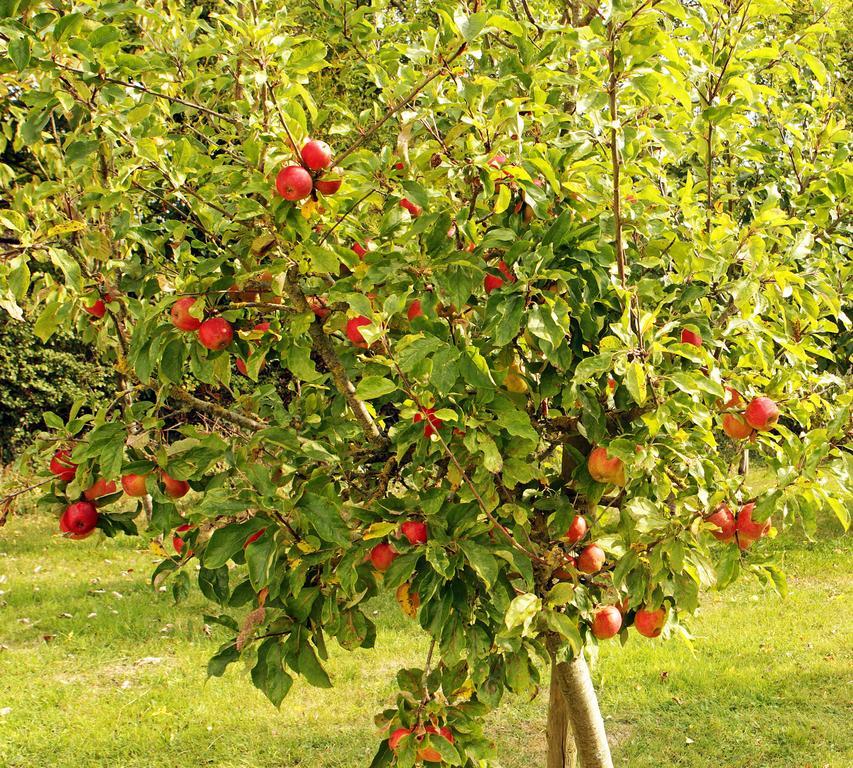 Orchard Grove Bed & Breakfast R21Rc58 Bagenalstown Dış mekan fotoğraf
